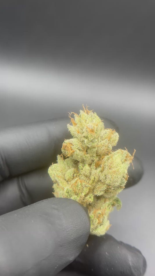 Frosted Snowkush